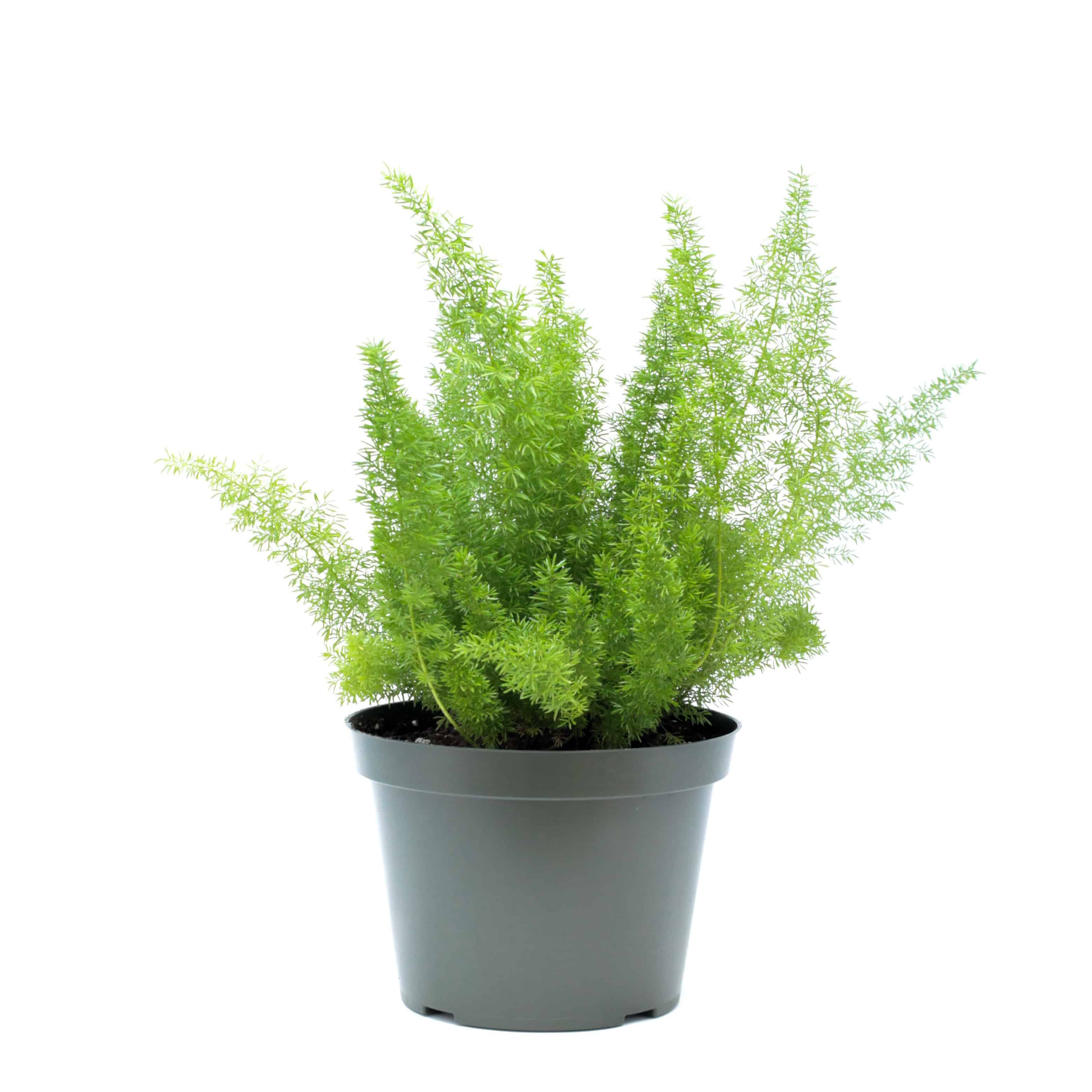 Asparagus densiflorus meyeri Pépinière Locas