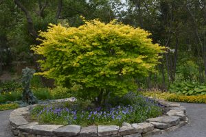 Acer shirasawanum Aureum