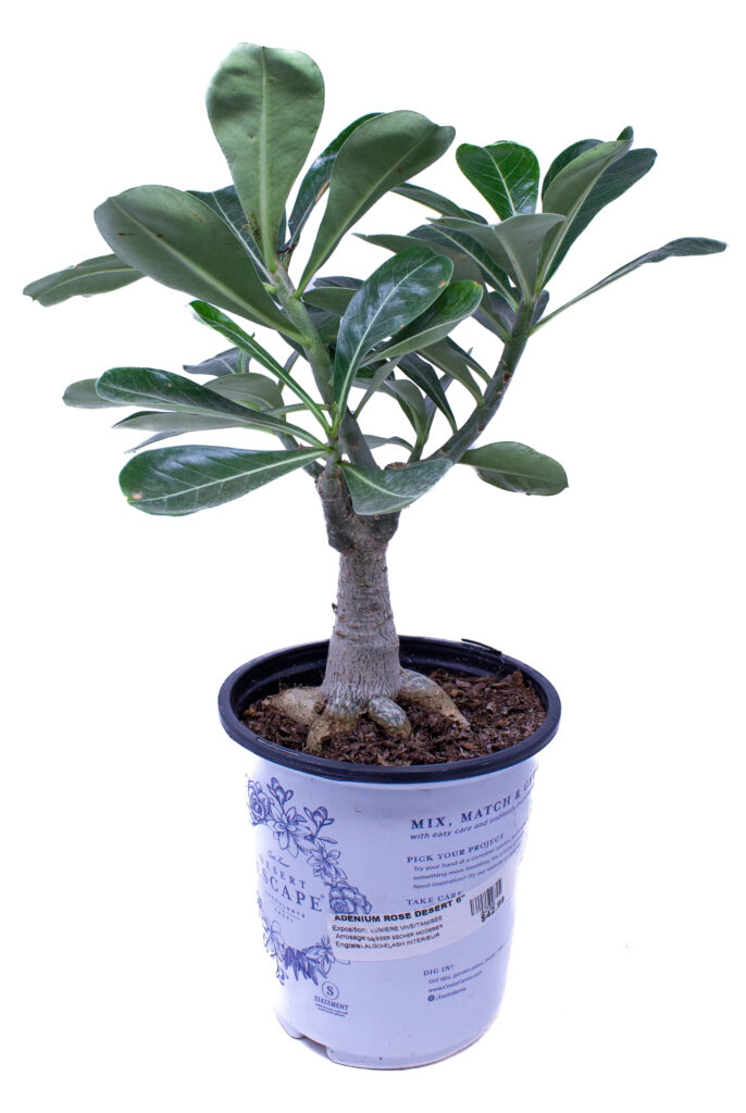 Adenium Obesum | Rose Du Désert | Plante D'intérieur Fleurie | Hauteur 30-35 Cm | Pot 14 Cm