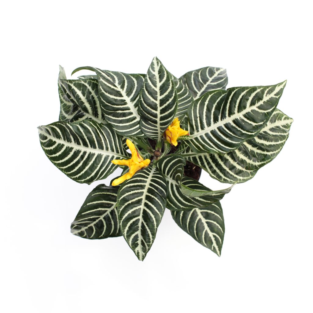 Plante zèbre, Aphelandra squarrosa 'Dania' : planter, cultiver, multiplier