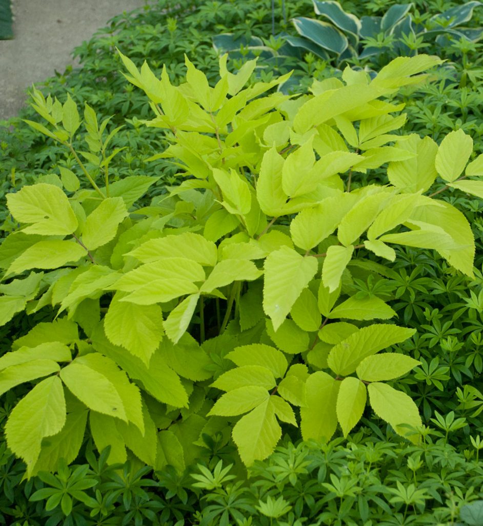 Aralia cordata Sun King Pépinière Locas