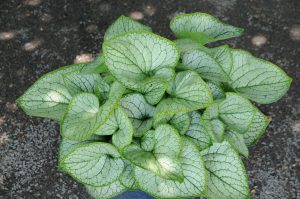 Brunnera macrophylla Silver Heart