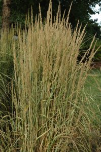 Calamagrostis acutiflora Avalanche