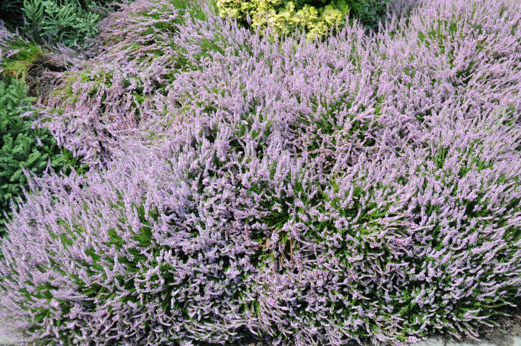 Calothamnus Spring Torch Calluna vulgaris Spring Torch - Pépinière Locas