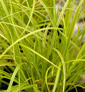 Carex dolichostachya Gold Fountaine