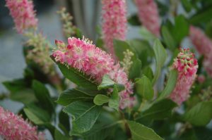 Clethra alnifolia Ruby Spice