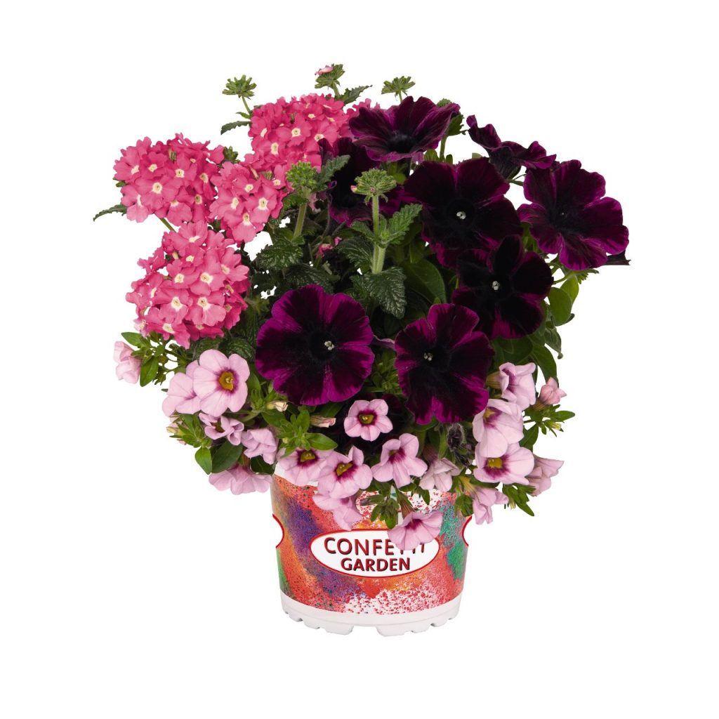 Confetti Garden Pirates Beauty Pépinière Locas