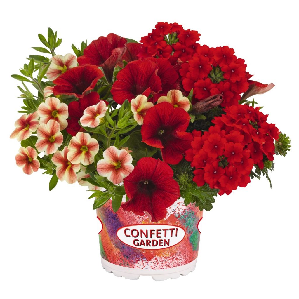 Confetti Garden Rockin Sunset Pépinière Locas