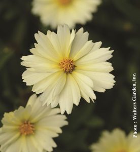 Coreopsis x UpTick Cream