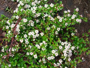 Cotoneaster dammeri Coral Beauty