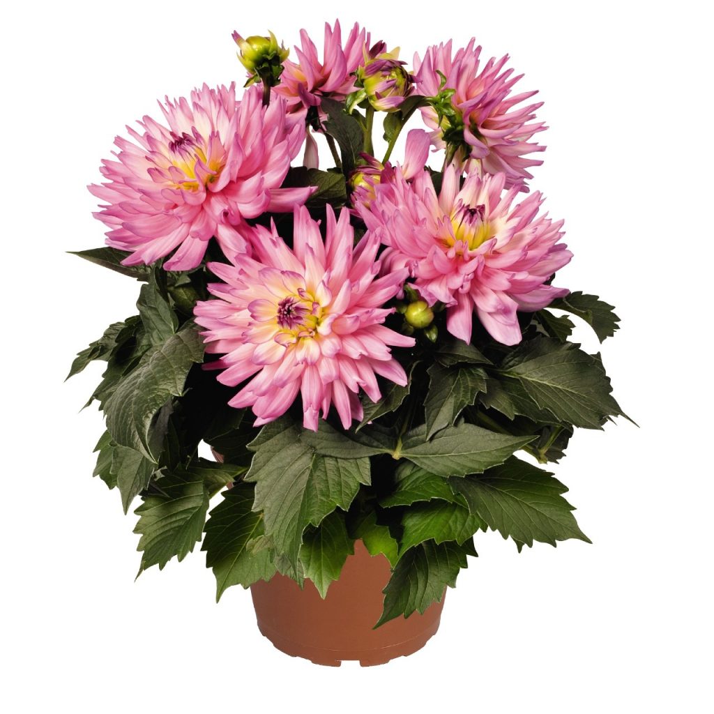 Dahlia XXL Veracruz Pépinière Locas