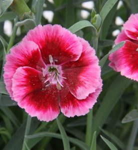 Dianthus Everlast Raspberry Cream