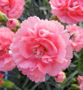 Dianthus Scent First Romance