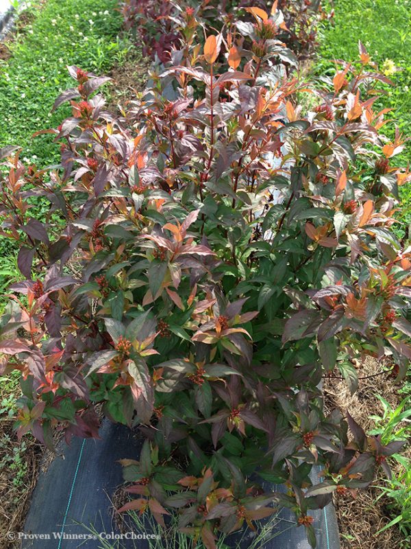 Diervilla Kodiak  Red – Image 3