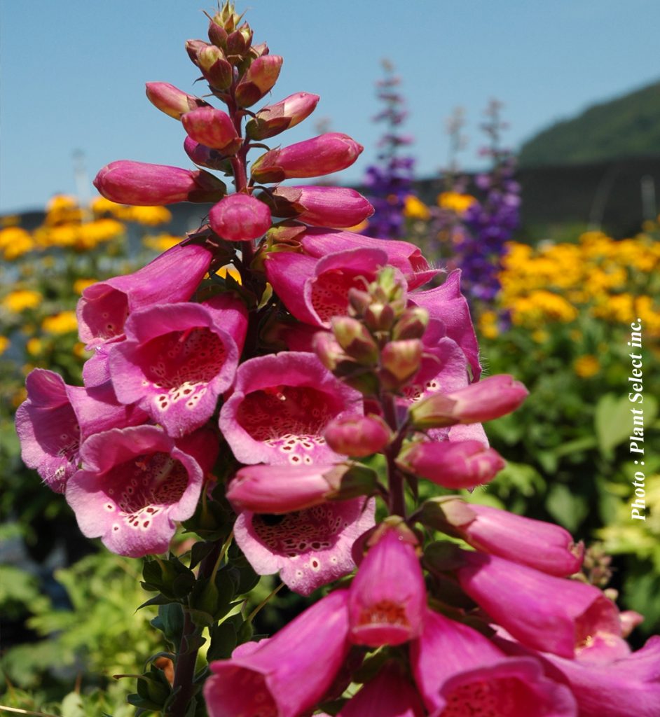 Digitalis purpurea Camelot Rose Pépinière Locas