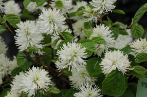 Fothergilla gardenii