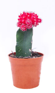 Gymnocalycium mihanovichii