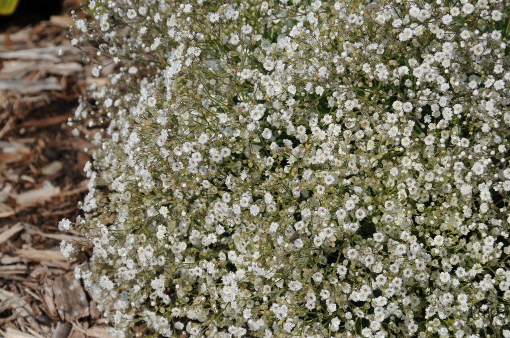 Gypsophila Paniculata Summer Sparkles Pepiniere Locas
