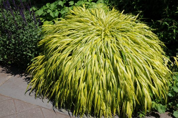 Hakonechloa macra Aureola – Image 2