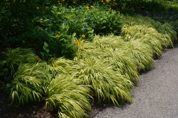 Hakonechloa macra Aureola – Image 3
