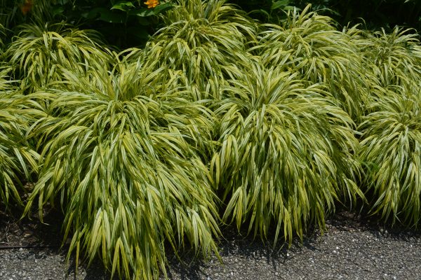 Hakonechloa macra Aureola – Image 4