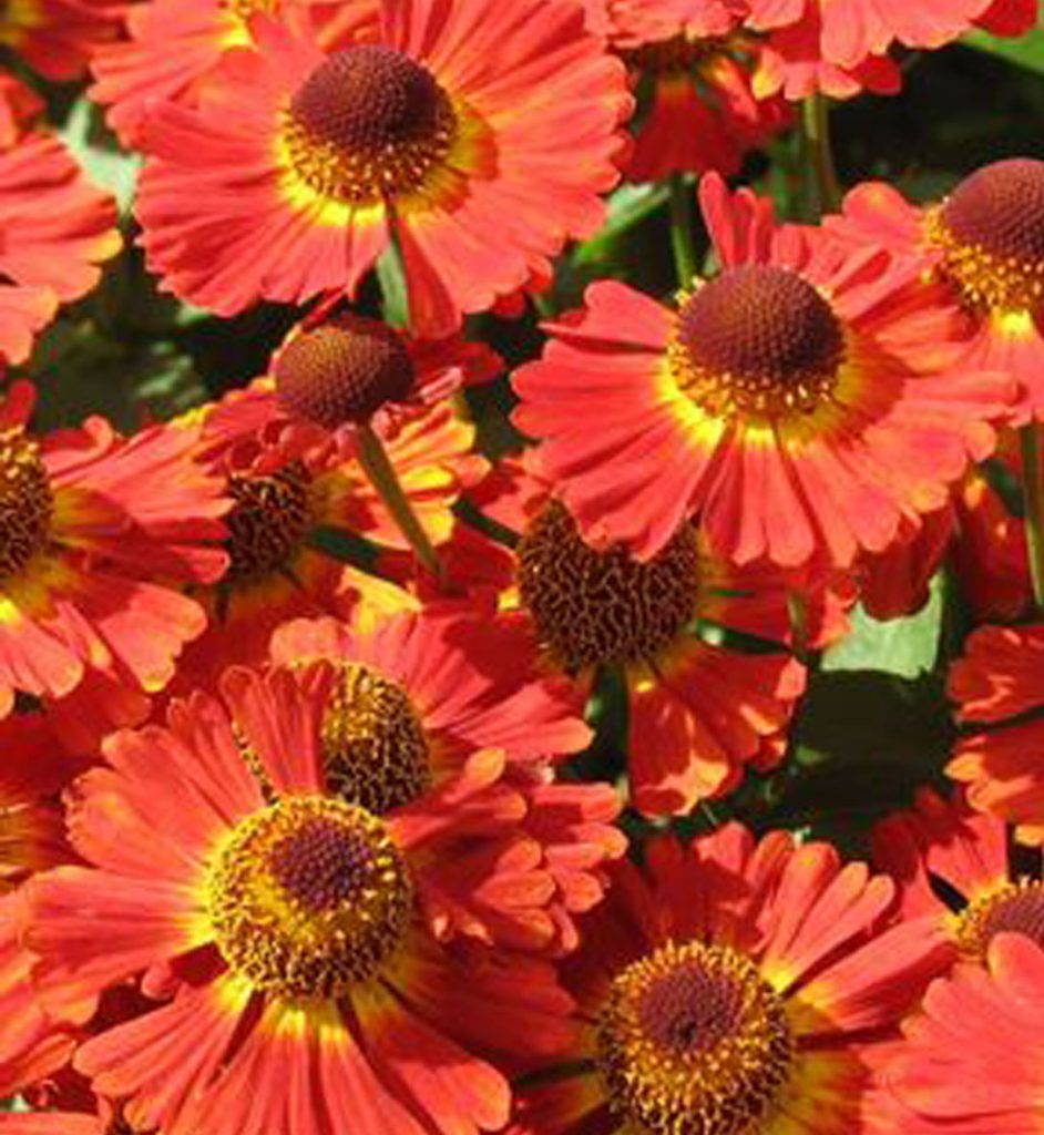 Helenium autumnale Mariachi Salsa - Pépinière Locas