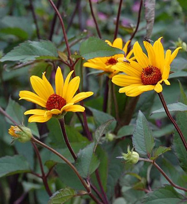 Heliopsis helianthoides  Summer Nights – Image 3