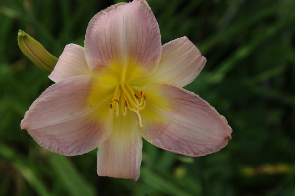 Hemerocallis Catherine Woodberry