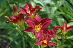 Hemerocallis Pardon Me