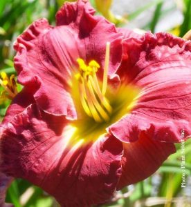 Hemerocallis siloam Paul Watts