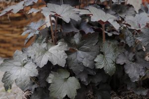 Heuchera Blackout