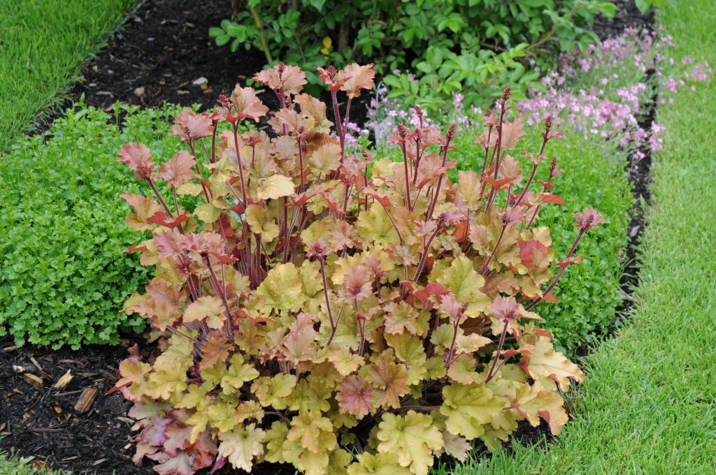 Heuchera Marmalade Pépinière Locas