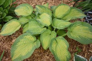 Hosta Brother Stefan