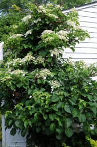 Hydrangea anomala petiolaris