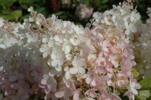 Hydrangea paniculata Grandiflora