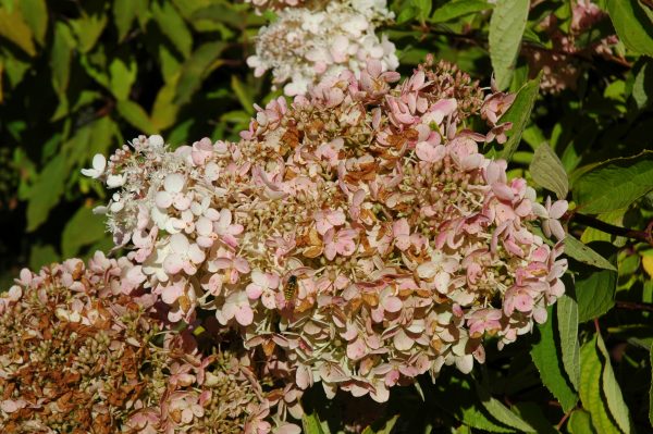Hydrangea paniculata Grandiflora – Image 4