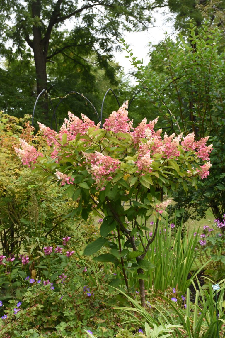 Hydrangea paniculata Pinky Winky (sur tige) Pépinière Locas Hydrangea paniculata Pinky Winky (sur tige) Pépinière Locas