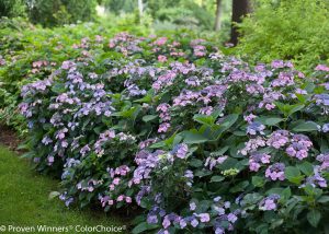 Hydrangea serrata Tuff Stuff