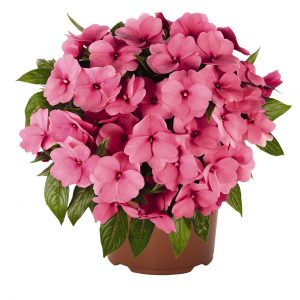 Impatiens Petticoat Pink