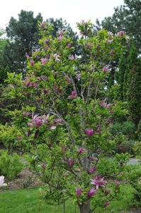 Magnolia soulangiana Susan