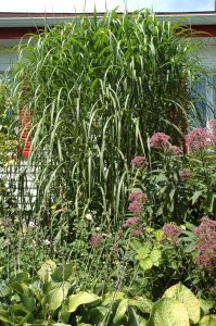 Miscanthus Gigantheus