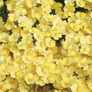 Nemesia Sunsatia Lemon