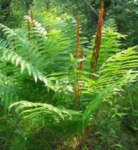 Osmunda cinnamomea