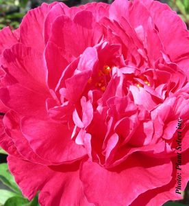 Paeonia lactiflora Kansas