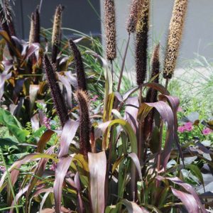 Pennisetum  Glaucum Purple Majesty