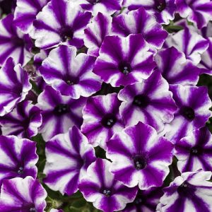 Petunia Supetunia  Violet Star Charm