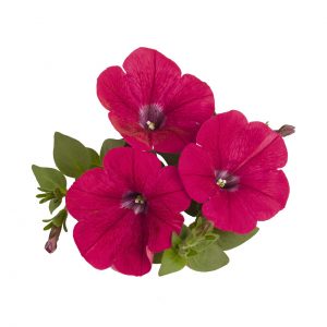 Petunia Surprise  Noan