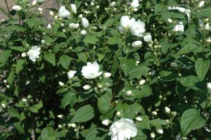 Philadelphus virginalis Snowbelle