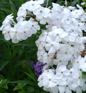 Phlox paniculata Minnie Pearl