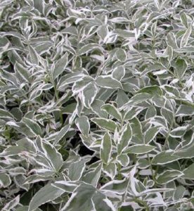 Polemonium reptans Touch of Class